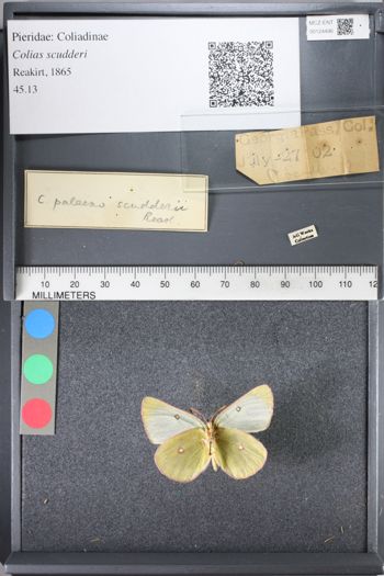 Media type: image;   Entomology 124496